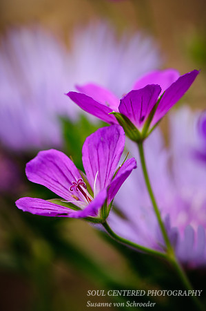 Geranium, 2 flowers