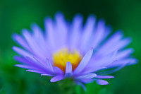 Aster blue