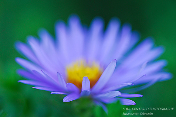 Aster blue