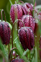 Frittilaria