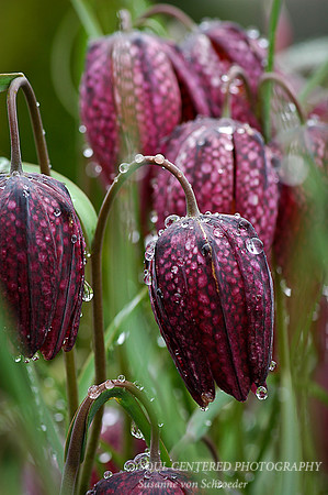 Frittilaria