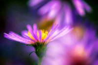 Blue Aster with dew