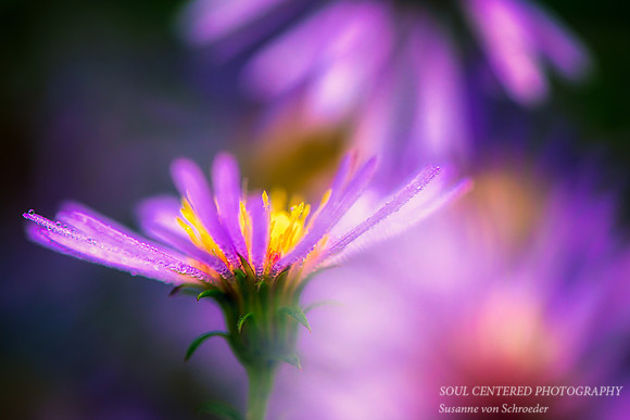 Blue Aster with dew
