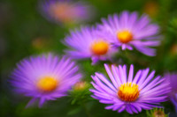 Asters lavender