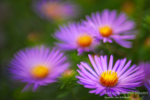 Asters lavender