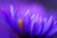 Aster Whispers