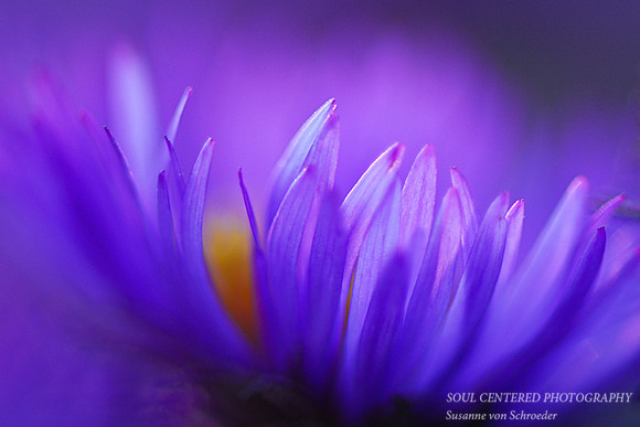 Aster Whispers