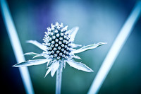 Eryngium