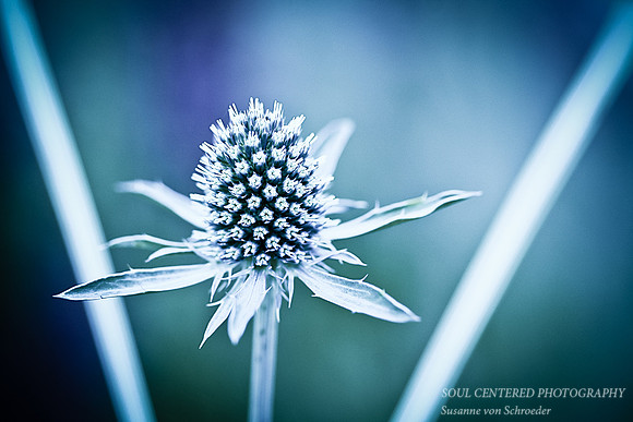Eryngium