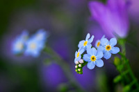 Forget-me-not 3