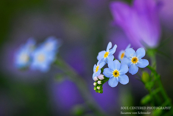 Forget-me-not 3