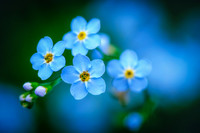 Forget-me-not