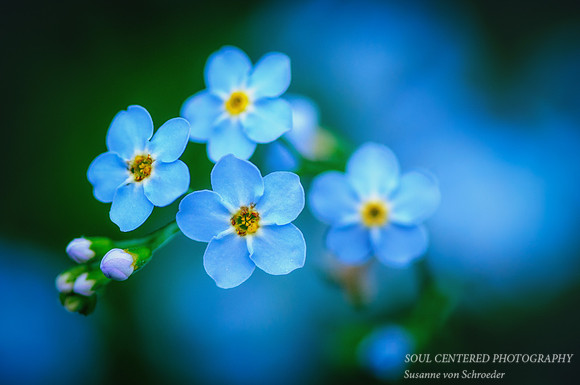 Forget-me-not