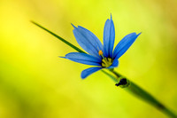 Blue Eyed Grass