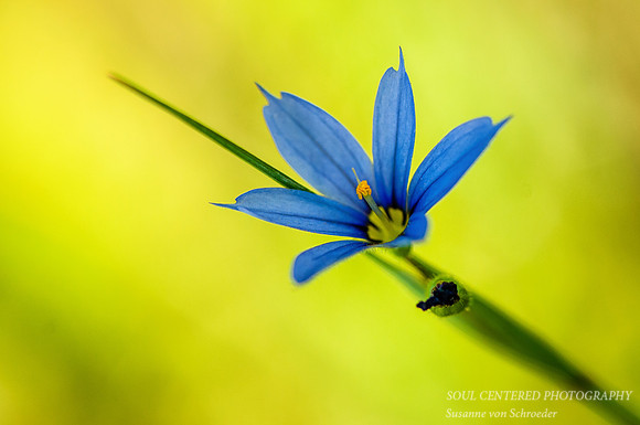 Blue Eyed Grass