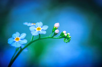 Forget-me-not, painterly