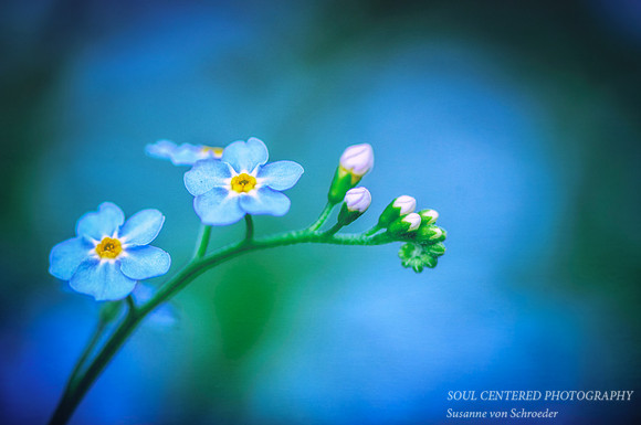 Forget-me-not, painterly