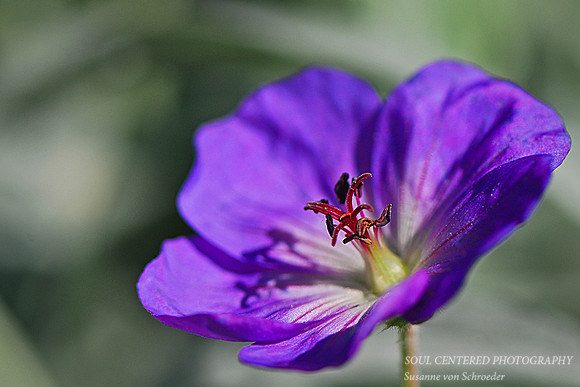 Geranium blue 1
