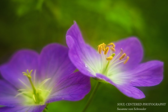 Geranium blue 3