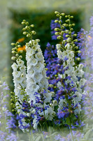 Delphiniums