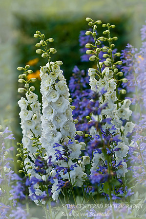 Delphiniums