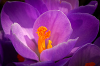 Crocus purple