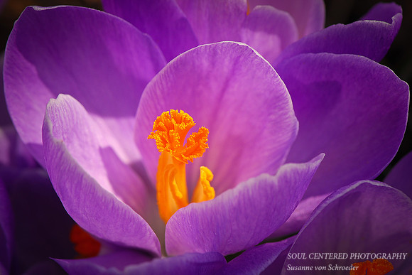 Crocus purple
