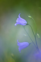 Campanula 1 (Harebell)