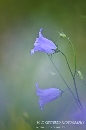 Campanula 1 (Harebell)