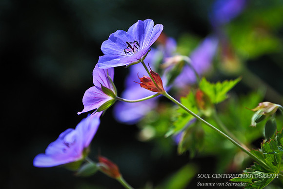 Geranium blue 2