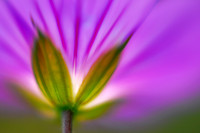 Geranium 1