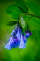 Virginia Bluebells, Lensbaby