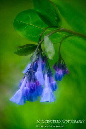 Virginia Bluebells, Lensbaby