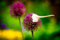 Allium w. hat