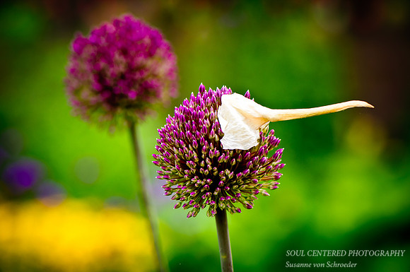 Allium w. hat