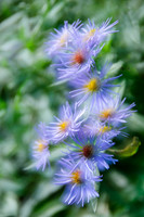 Aster, blue, overlay 2