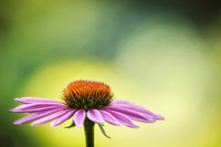 Echinacea purple 2A