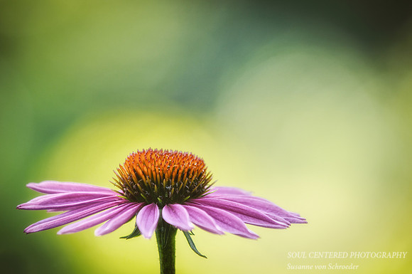 Echinacea purple 2A