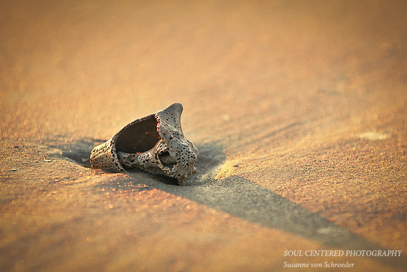 Shell on beach