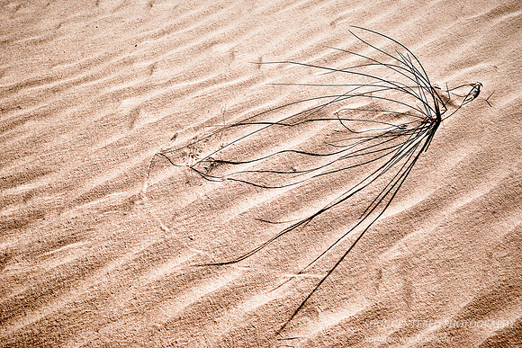 Grass in sand 1