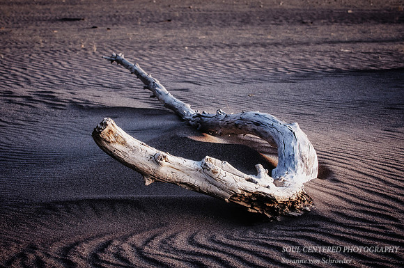 Driftwood in sand