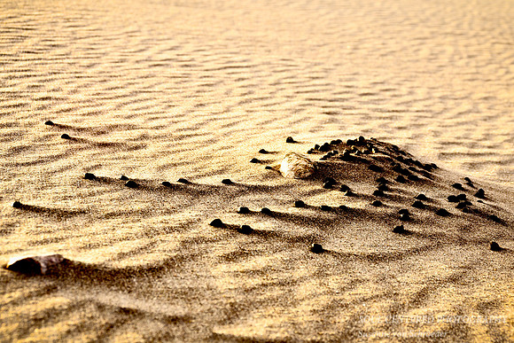 Sand Dune abstract