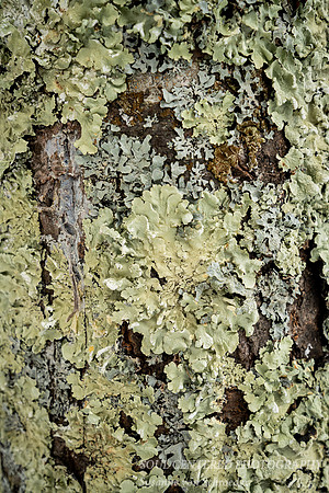 Lichens on tree
