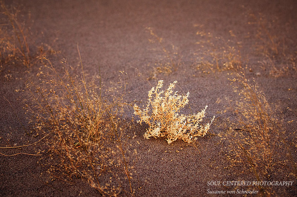 Grass in Sand 2