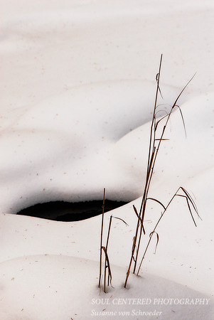 Grass in snow 1