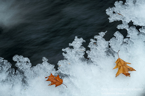 Ice and oak leaves