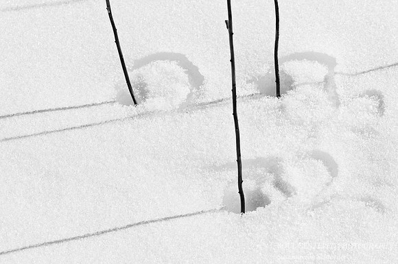 Thee sticks in snow