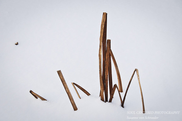 Grass in snow 4