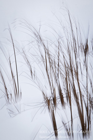 Grass in snow 5