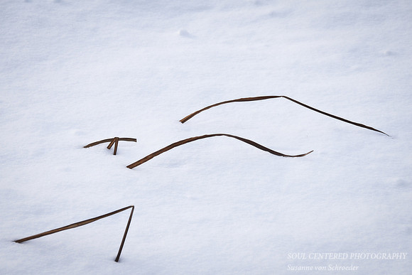 Grass in snow 3
